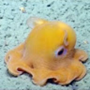 Meet your Posher, Jodi